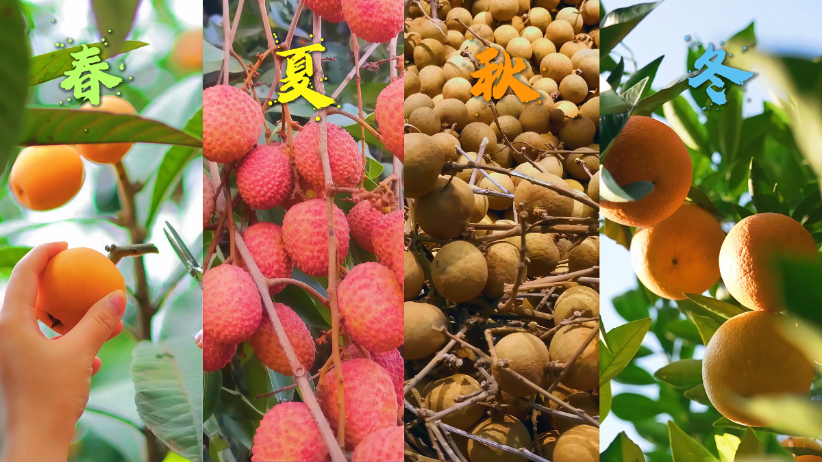 长江之畔的绿色回响——重庆涪陵睦和村的十年答卷