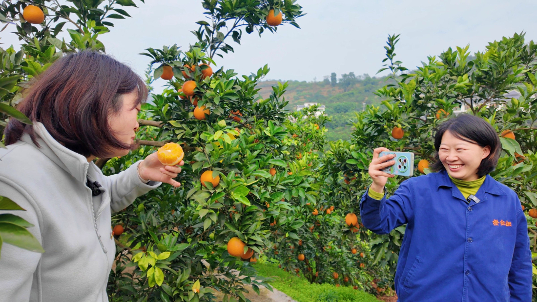 长江之畔的绿色回响——重庆涪陵睦和村的十年答卷